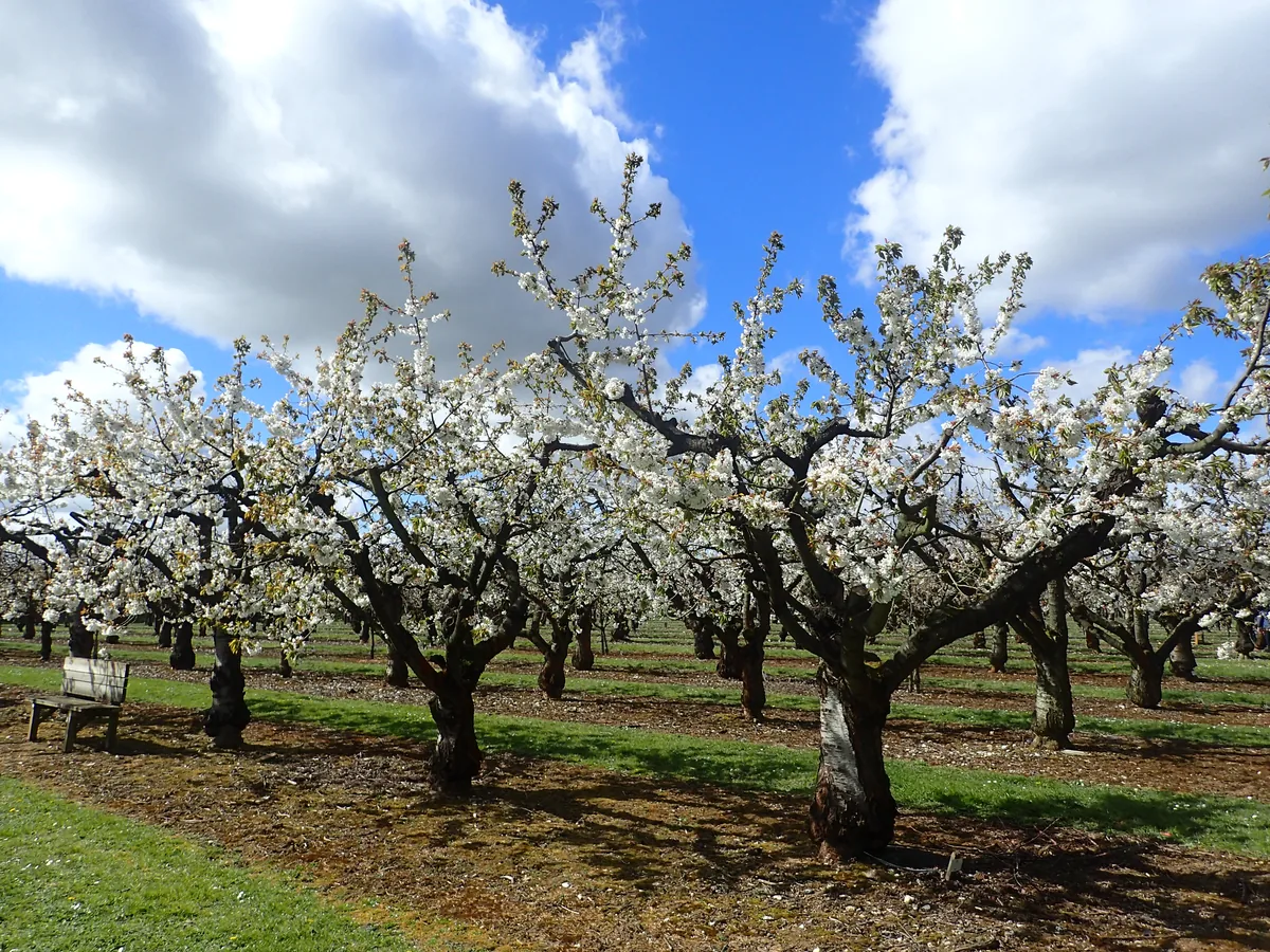 National Fruit Collection